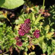 Jarmanka velká 'Sparkling Stars Red' - Astrantia major 'Sparkling Stars Red'
