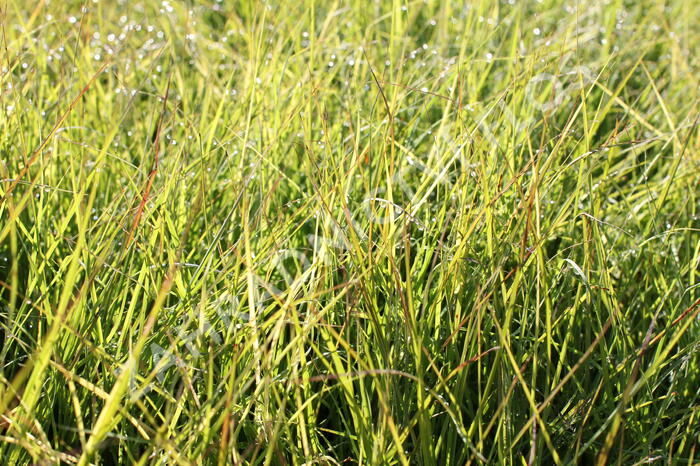 Ozdobnice čínská 'Cute One' - Miscanthus sinensis 'Cute One'