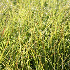 Ozdobnice čínská 'Cute One' - Miscanthus sinensis 'Cute One'