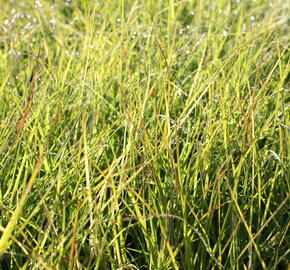 Ozdobnice čínská 'Cute One' - Miscanthus sinensis 'Cute One'