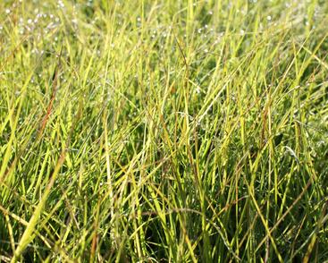 Ozdobnice čínská 'Cute One'