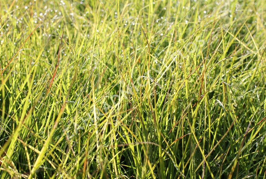 Ozdobnice čínská 'Cute One' - Miscanthus sinensis 'Cute One'