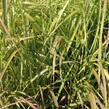 Ozdobnice čínská 'Navajo' - Miscanthus sinensis 'Navajo'