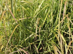 Ozdobnice čínská 'Navajo' - Miscanthus sinensis 'Navajo'