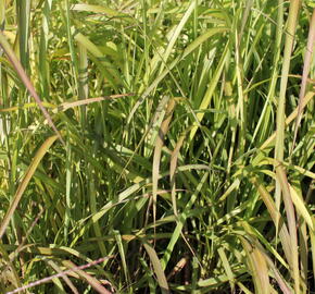 Ozdobnice čínská 'Navajo' - Miscanthus sinensis 'Navajo'