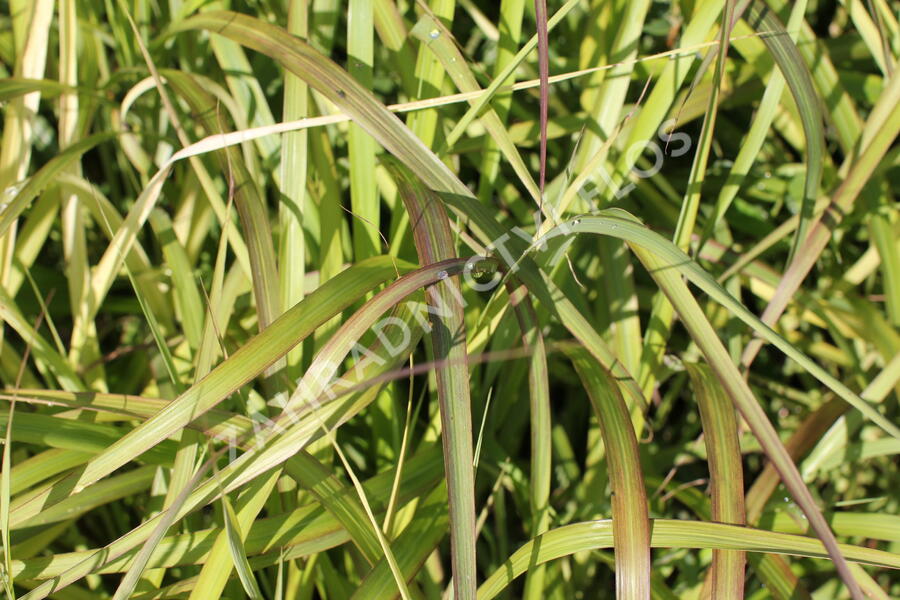 Ozdobnice čínská 'Navajo' - Miscanthus sinensis 'Navajo'