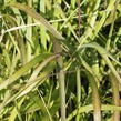Ozdobnice čínská 'Navajo' - Miscanthus sinensis 'Navajo'