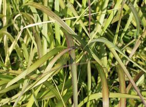 Ozdobnice čínská 'Navajo' - Miscanthus sinensis 'Navajo'