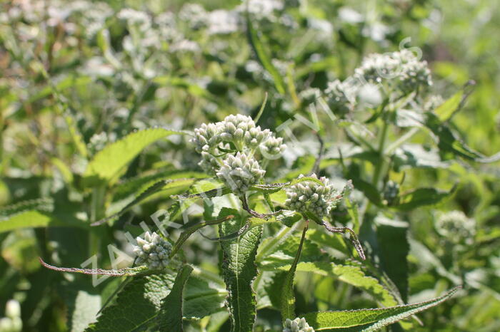 Sadec prorostlý - Eupatorium perfoliatum