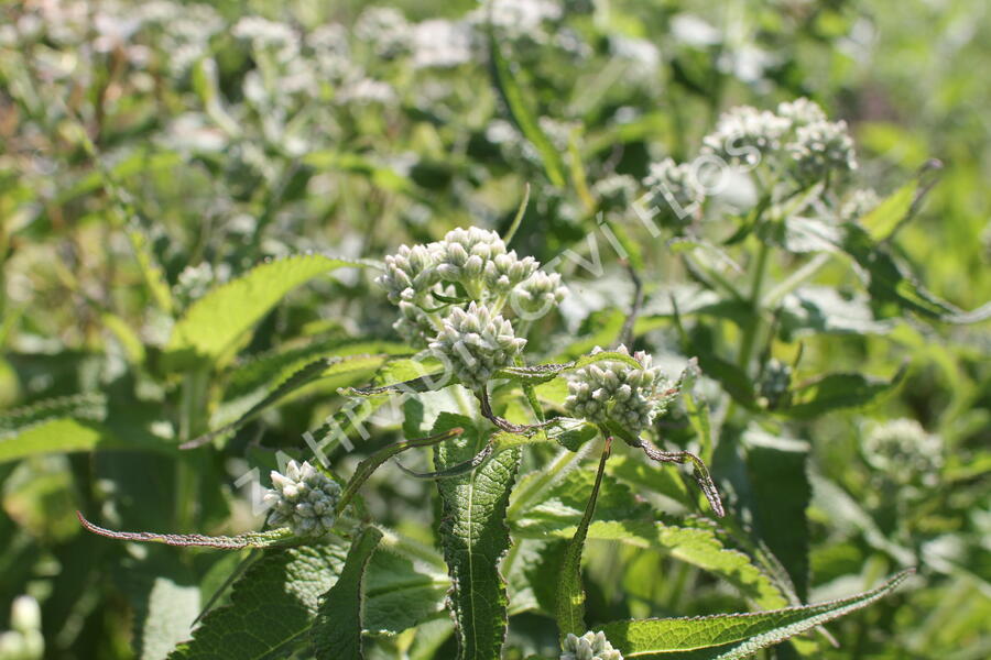 Sadec prorostlý - Eupatorium perfoliatum