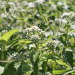 Sadec prorostlý - Eupatorium perfoliatum