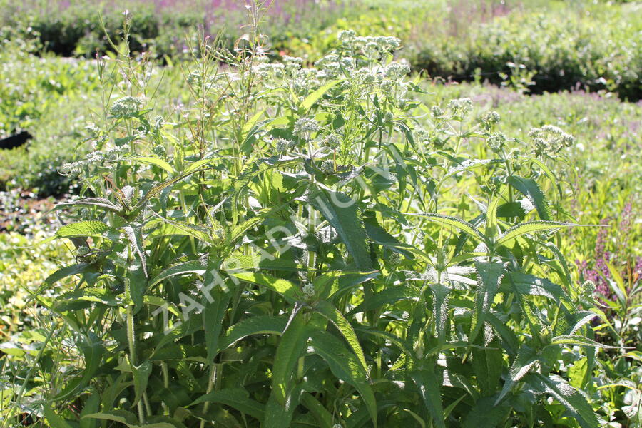 Sadec prorostlý - Eupatorium perfoliatum