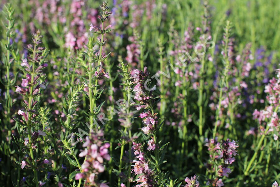 Yzop lékařský 'Rosa' - Hyssopus officinalis 'Rosa'