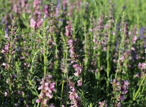 Yzop lékařský 'Rosa' - Hyssopus officinalis 'Rosa'