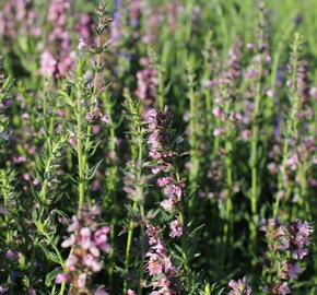 Yzop lékařský 'Rosa' - Hyssopus officinalis 'Rosa'