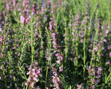 Yzop lékařský 'Rosa'