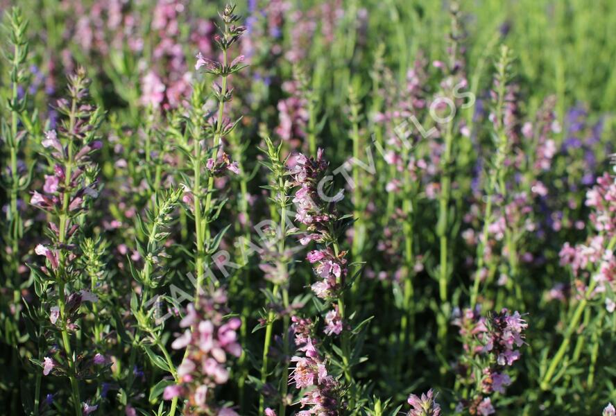 Yzop lékařský 'Rosa' - Hyssopus officinalis 'Rosa'