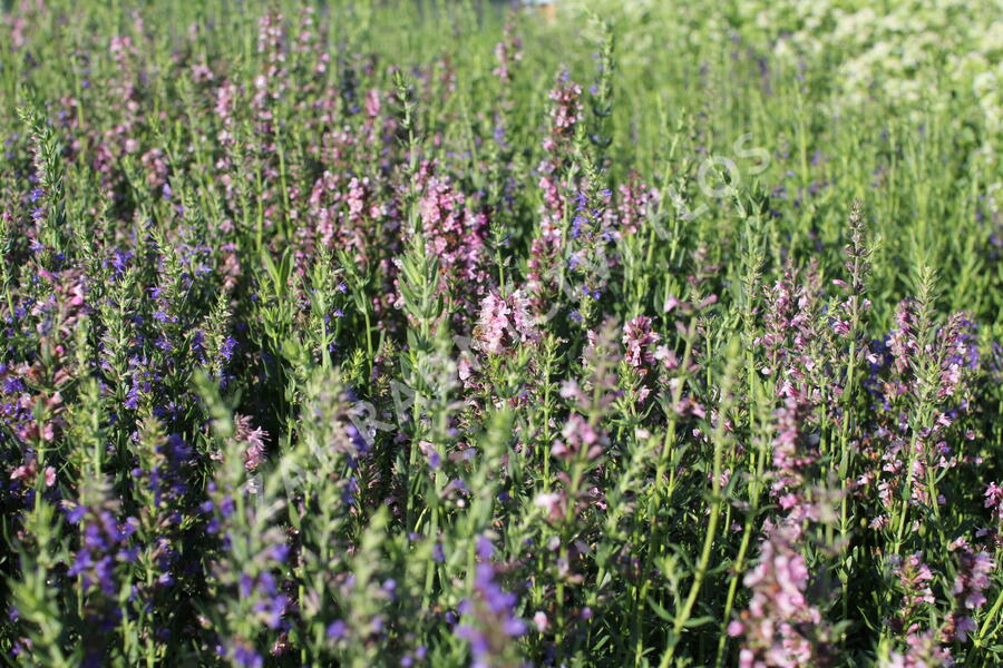 Yzop lékařský 'Rosa' - Hyssopus officinalis 'Rosa'