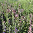 Yzop lékařský 'Rosa' - Hyssopus officinalis 'Rosa'