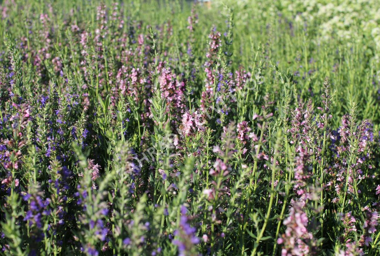 Yzop lékařský 'Rosa' - Hyssopus officinalis 'Rosa'