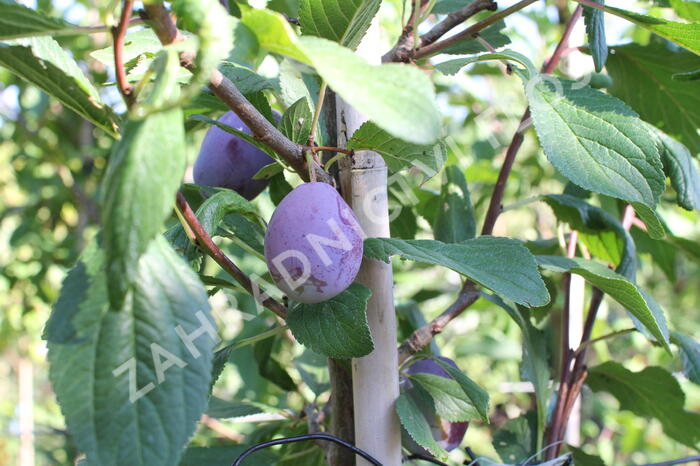 Švestka pozdní 'Haroma' - Prunus domestica 'Haroma'