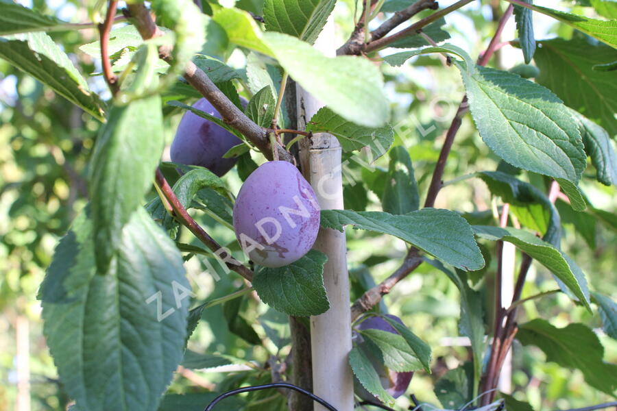Švestka pozdní 'Haroma' - Prunus domestica 'Haroma'