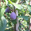 Švestka pozdní 'Haroma' - Prunus domestica 'Haroma'