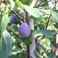 Švestka pozdní 'Haroma' - Prunus domestica 'Haroma'