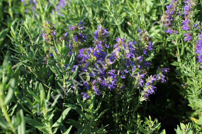 Yzop lékařský ssp. aristatus - Hyssopus officinalis ssp. aristatus
