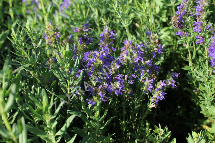 Yzop lékařský ssp. aristatus - Hyssopus officinalis ssp. aristatus