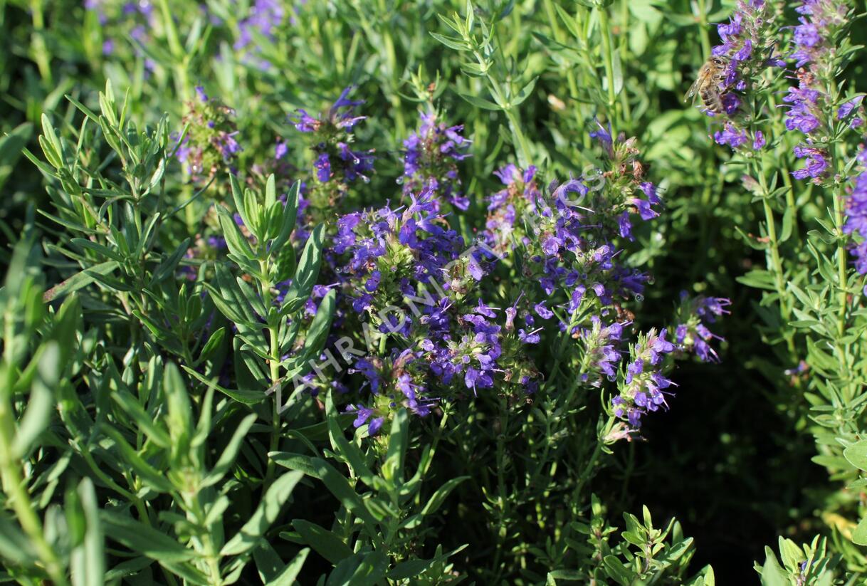 Yzop lékařský ssp. aristatus - Hyssopus officinalis ssp. aristatus