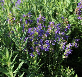 Yzop lékařský ssp. aristatus - Hyssopus officinalis ssp. aristatus