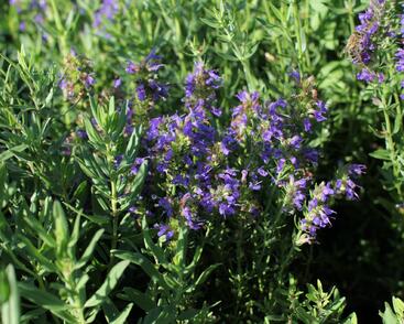 Yzop lékařský ssp. aristatus