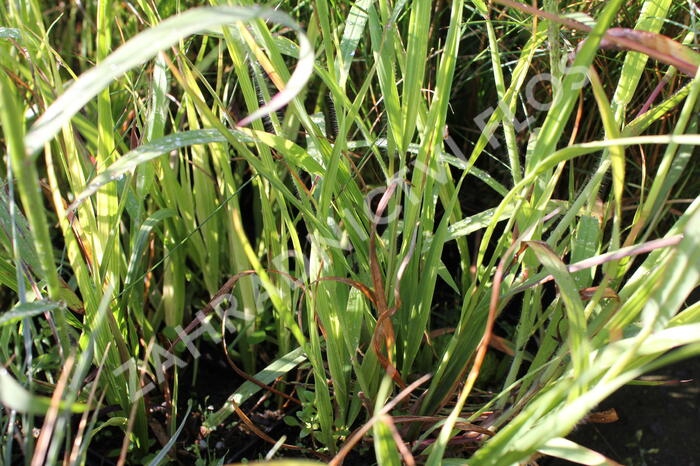 Bezkolenec modrý 'Rotschopf' - Molinia caerulea 'Rotschopf'