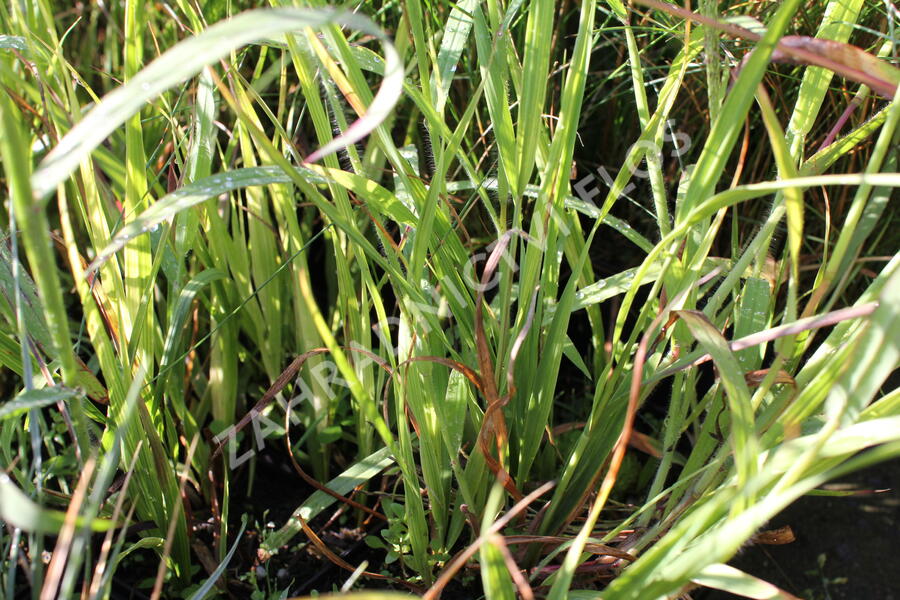 Bezkolenec modrý 'Rotschopf' - Molinia caerulea 'Rotschopf'