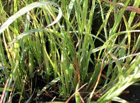 Bezkolenec modrý 'Rotschopf' - Molinia caerulea 'Rotschopf'