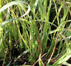 Bezkolenec modrý 'Rotschopf' - Molinia caerulea 'Rotschopf'