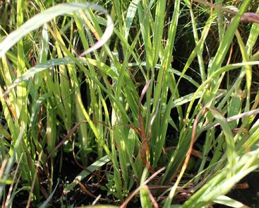 Bezkolenec modrý 'Rotschopf'