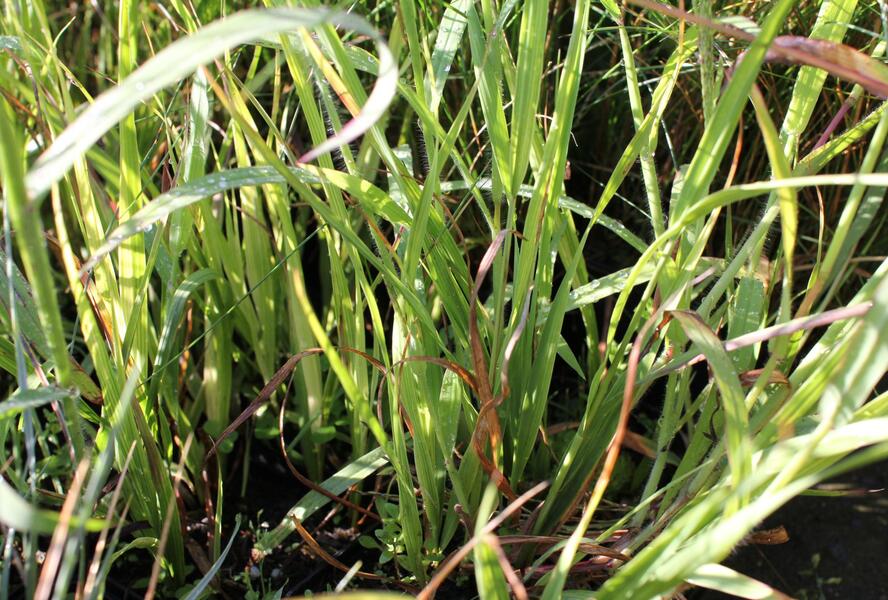 Bezkolenec modrý 'Rotschopf' - Molinia caerulea 'Rotschopf'