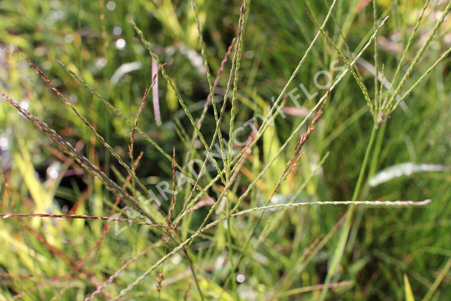 Bezkolenec modrý 'Rotschopf' - Molinia caerulea 'Rotschopf'