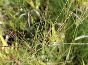 Bezkolenec modrý 'Rotschopf' - Molinia caerulea 'Rotschopf'