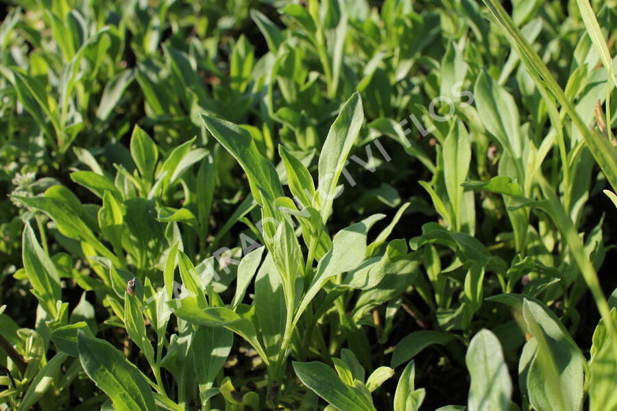 Hvězdnice chlumní ´Dr.Otto Petschek - Aster amellus 'Dr. Otto Petschek'