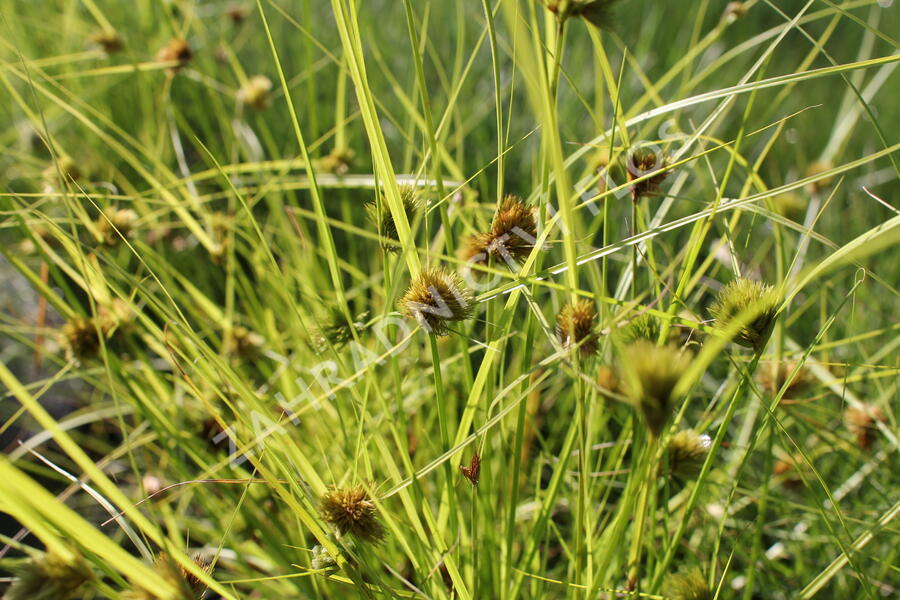 Ostřice šáchorovitá - Carex bohemica