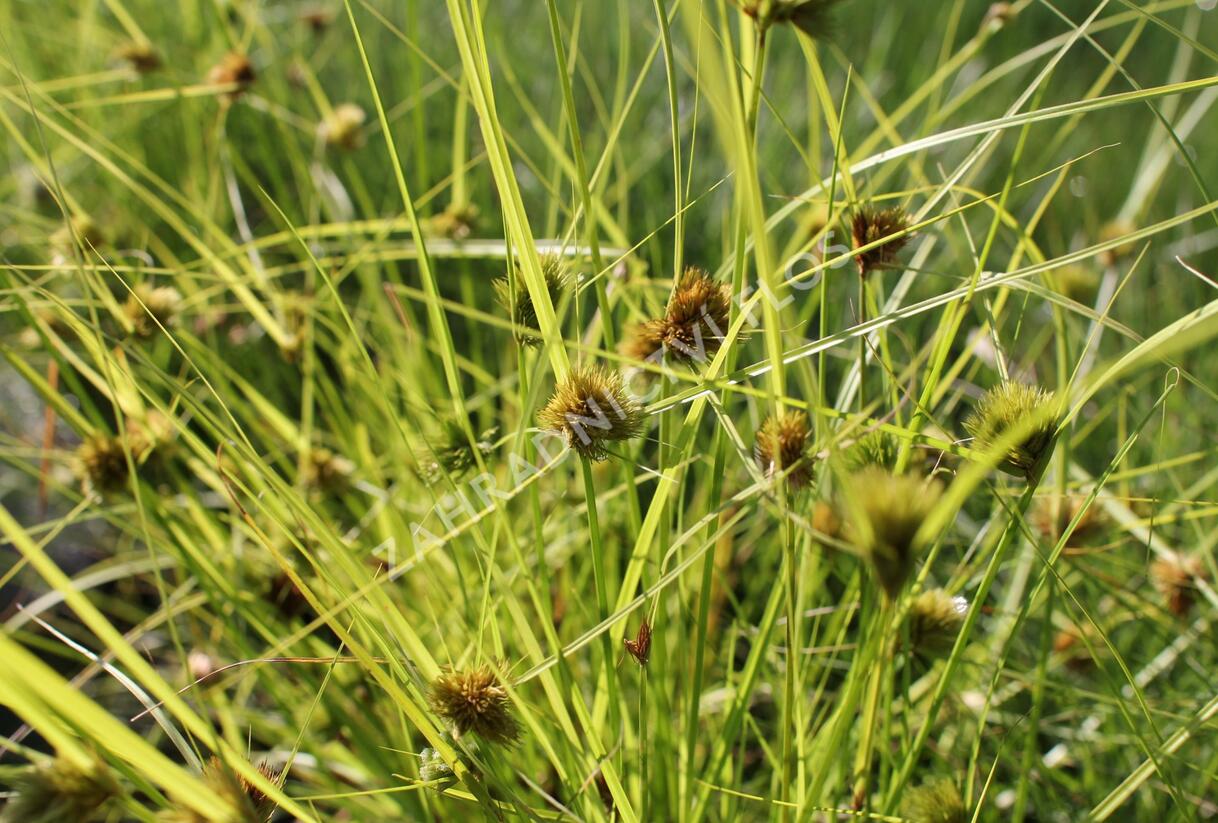 Ostřice šáchorovitá - Carex bohemica