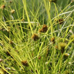 Ostřice šáchorovitá - Carex bohemica