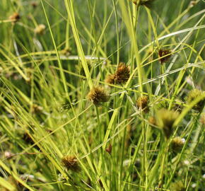 Ostřice šáchorovitá - Carex bohemica