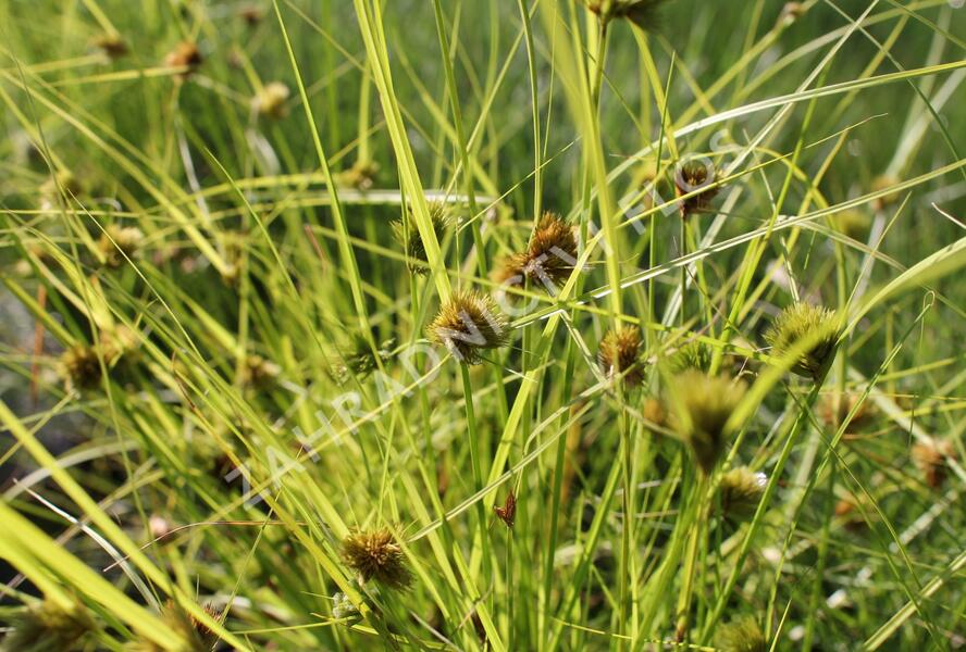 Ostřice šáchorovitá - Carex bohemica