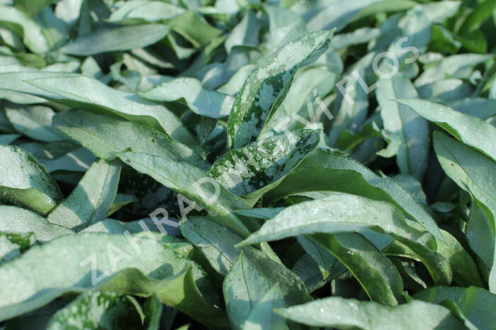Plicník 'Samurai' - Pulmonaria 'Samurai'