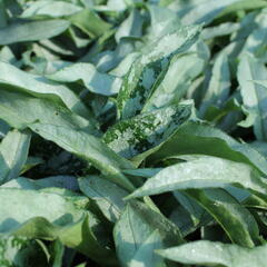 Plicník 'Samurai' - Pulmonaria 'Samurai'