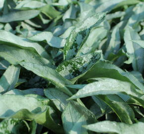 Plicník 'Samurai' - Pulmonaria 'Samurai'